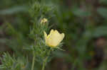 Sulphur cinquefoil